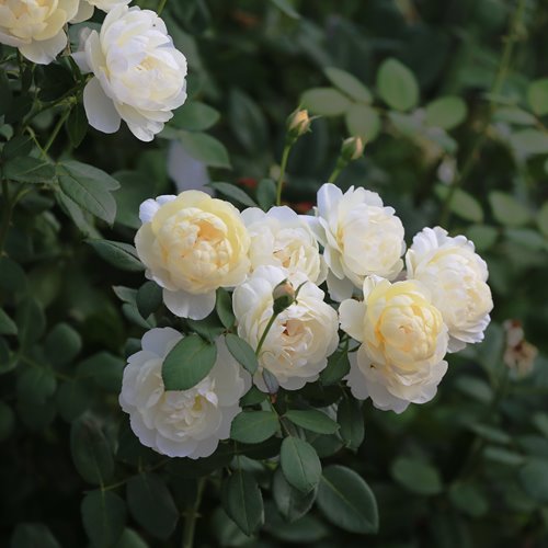 Vanessa Bell (Auseasel)