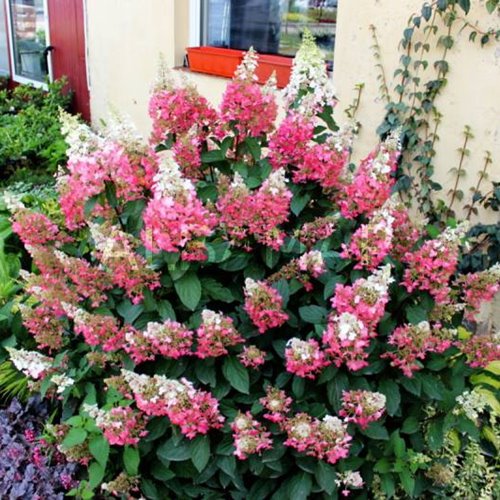 Hortensja bukietowa "Pinky Winky"