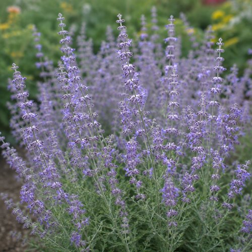 Perovskia łobodolistna 'Jelena'