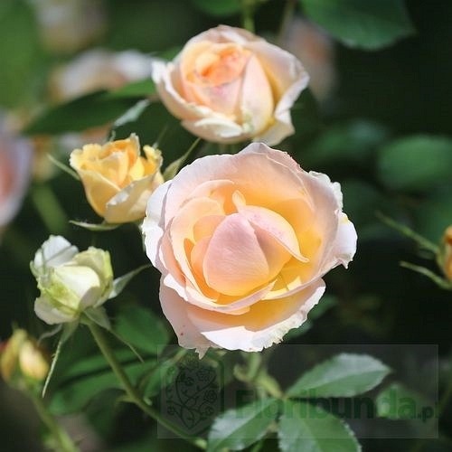 Genevieve Orsi (JACacien)