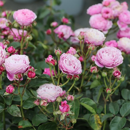 Cupcake Flower Circus DONICZKA