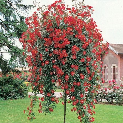 Star Profusion  PIENNA