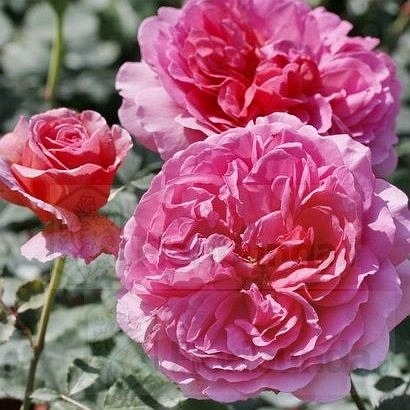 Princess Alexandra of Kent