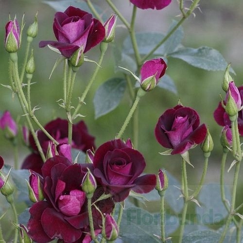 Burgundy Iceberg  (Prose)