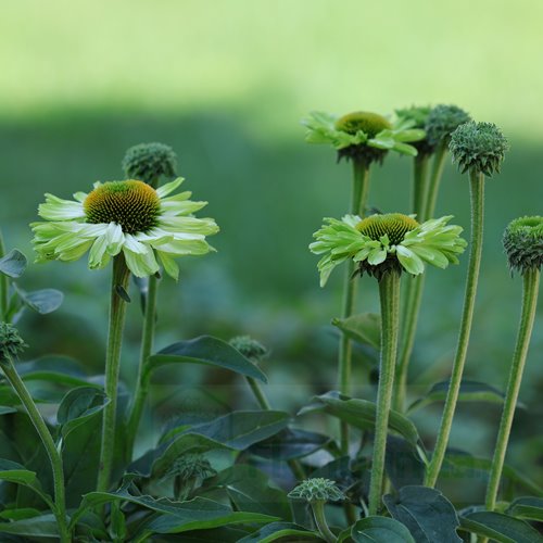 Jeżówka SUNSEEKERS "Green Apple"