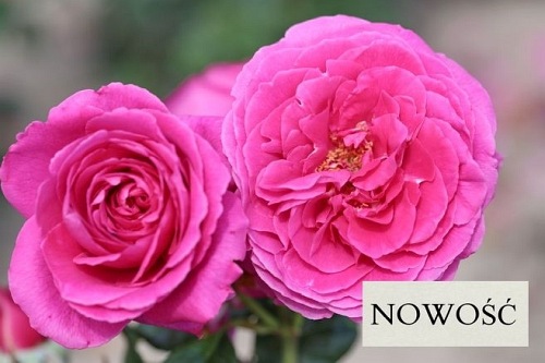 Naomi Renaissance (POUlren022)