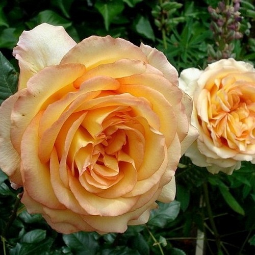 Rose de Mont de Marsan