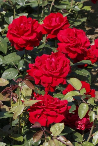 Poulman syn. Ingrid,  pienna