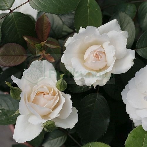 Princess of  Wales   (Hardinkum)