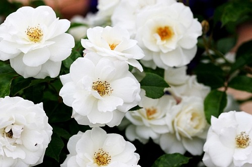 Iceberg  climbing PNĄCA