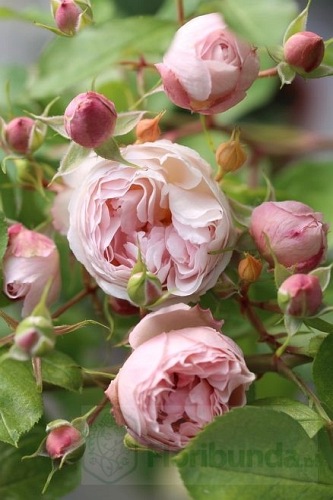 Chantal Thomas ® (Guichatho)