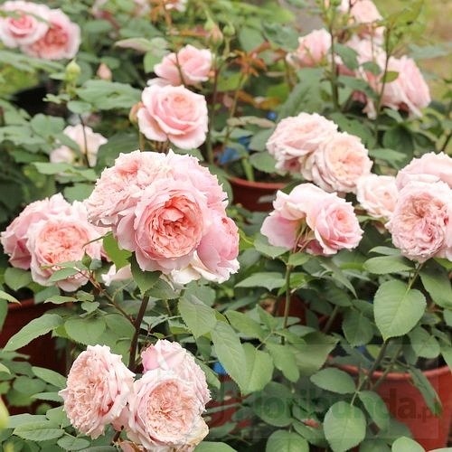 Paul Bocuse (Maspaujeu)