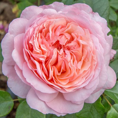 Jean de la Fontaine DONICZKA