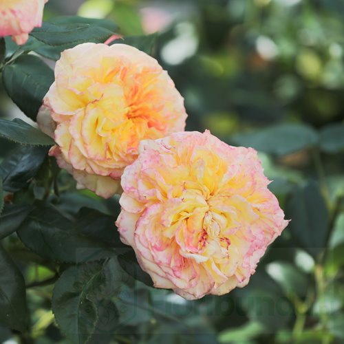 Henri Delbard (DELclaudibi) DONICZKA