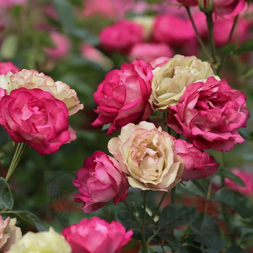 Acropolis  (Meicrado) DONICZKA