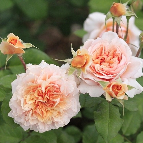 Versigny (Masversi) DONICZKA