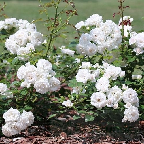 Aspirin Rose DONICZKA