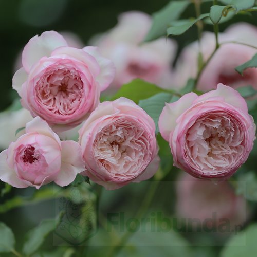 The Mill on the Floss (Austulliver) DONICZKA