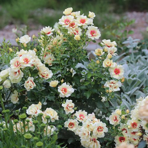 Glorius  Baylon Eyes DONICZKA