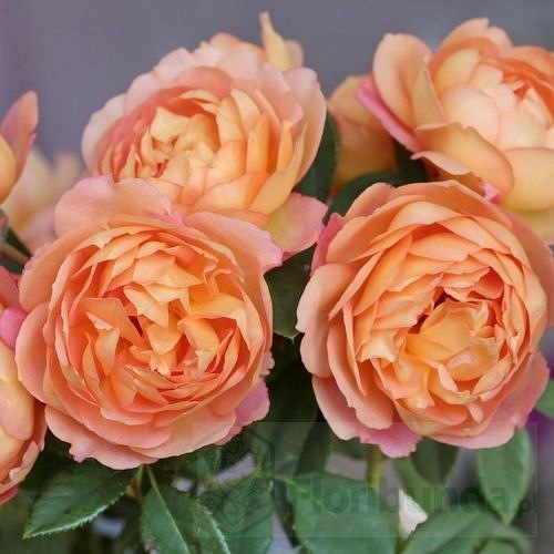 Lady of shalott DONICZKA