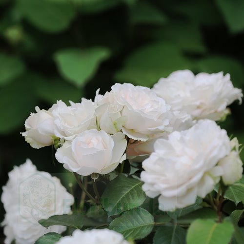 Princess of  Wales DONICZKA  (Hardinkum)