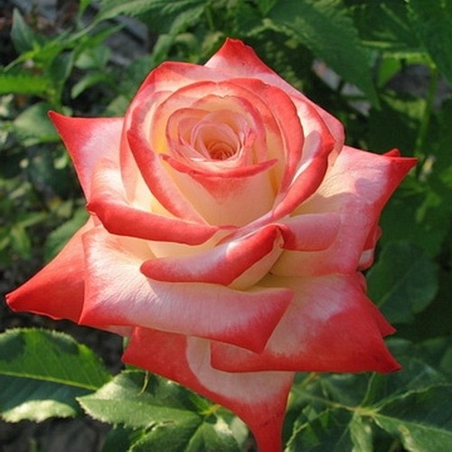 Imperatrice Farah  (Delivour) DONICZKA