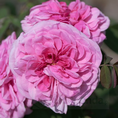 Gertrude Jekyll