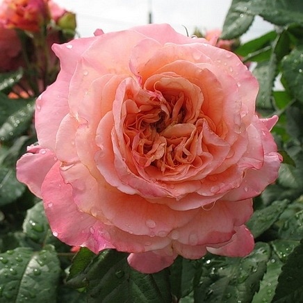 Augusta Luise DONICZKA