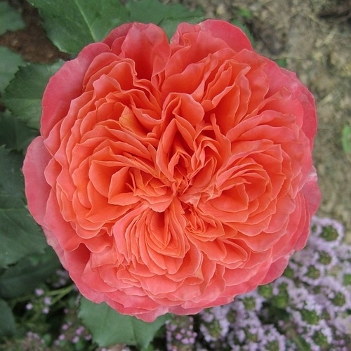 Emilien Guillot (Masemgui) DONICZKA