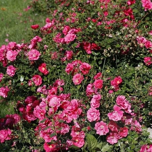 Summer Fairytale DONICZKA