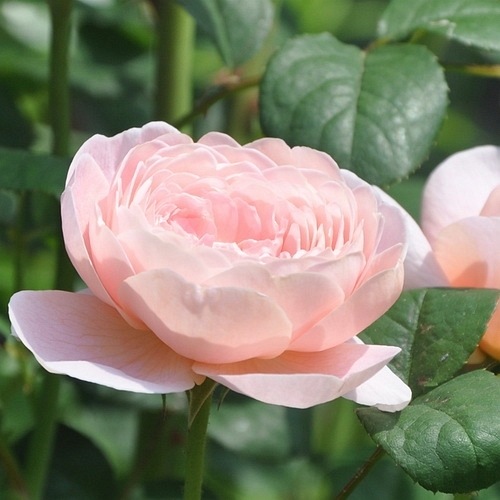 Queen of Sweden ( Austiger) DONICZKA