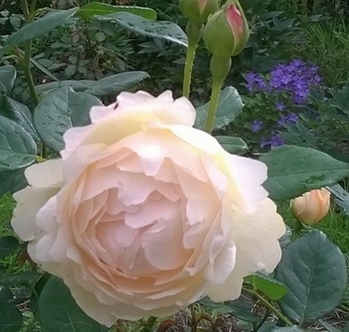 Wollerton Old Hall  (Ausblanket)