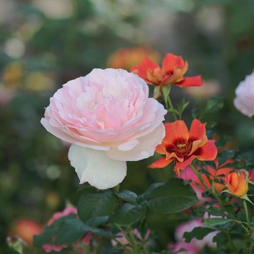 Princesse Charlene de Monaco DONICZKA