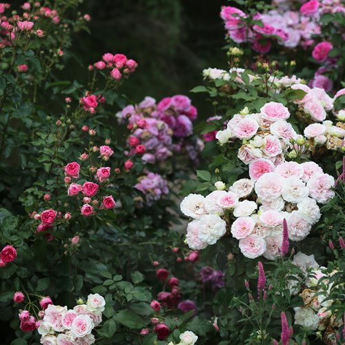 Kurfurstin Sophie DONICZKA  (Meisselpier)