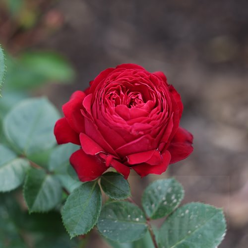 Royal Piano® DONICZKA