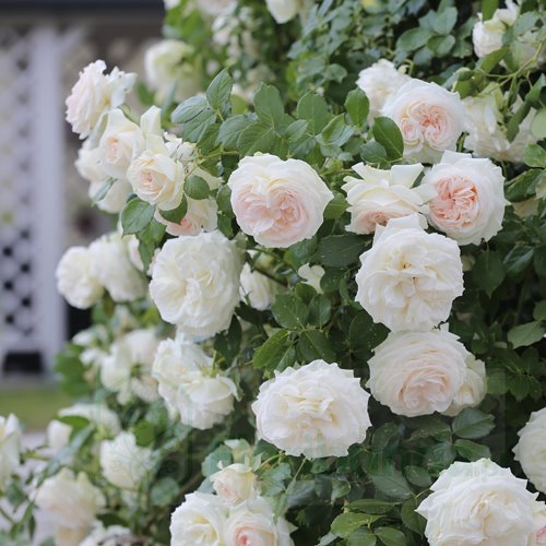 Palais Royal / White Eden Rose DONICZKA