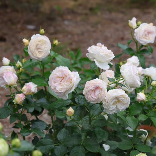 Camille Claudel DONICZKA