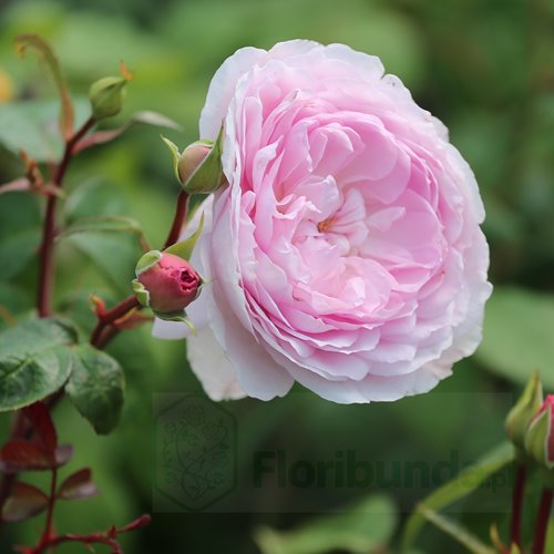 Silas Marner DONICZKA