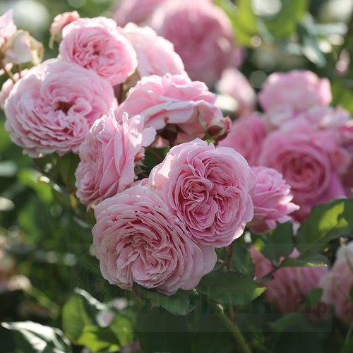 Konigin Marie® "PARFUMA" DONICZKA