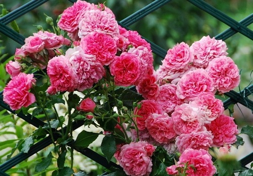 Rosarium DONICZKA