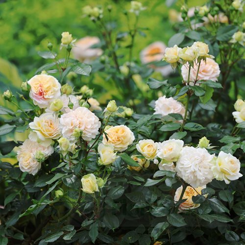 Chippendale Gold DONICZKA