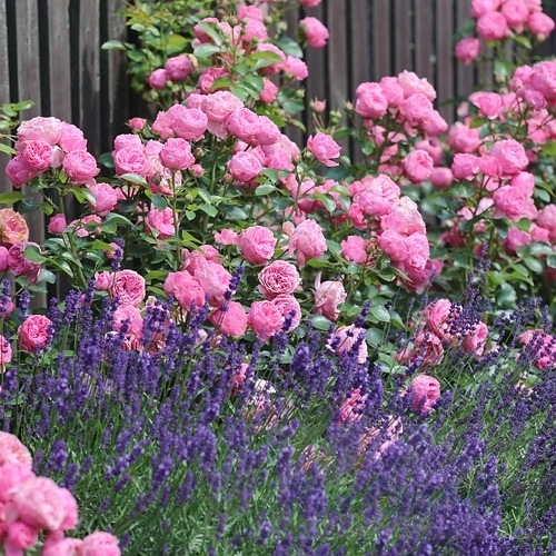 Leonardo da Vinci DONICZKA