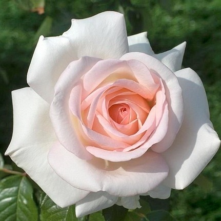 Prince Jardiner/S.Ippenburg DONICZKA