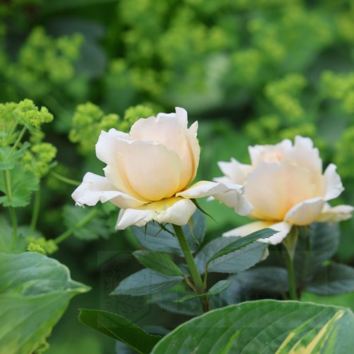 Patrick Devedjian® DONICZKA