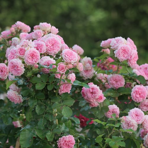 Larissa Flower Circus ® DONICZKA