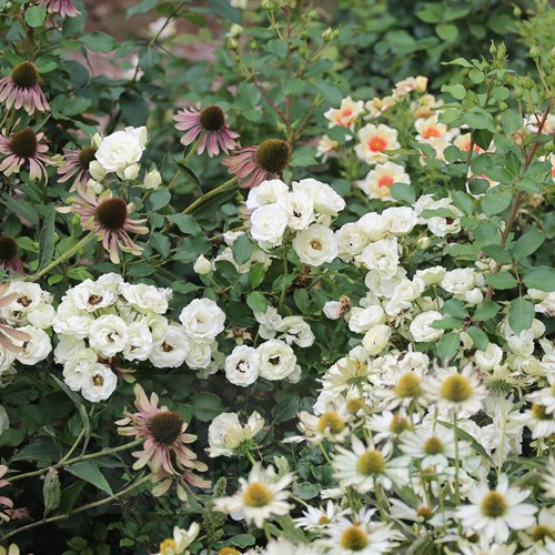 Escimo Flower Circus DONICZKA