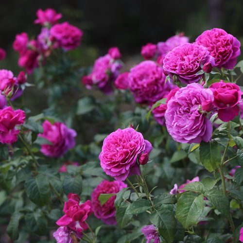 James L. Austin (AUSpike) DONICZKA