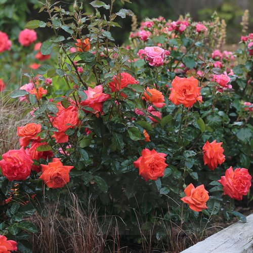 Super Trouper   (FRYleyeca) DONICZKA