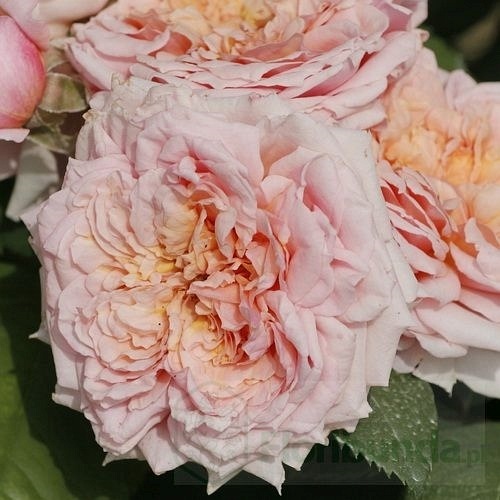 Paul Bocuse (Maspaujeu) DONICZKA