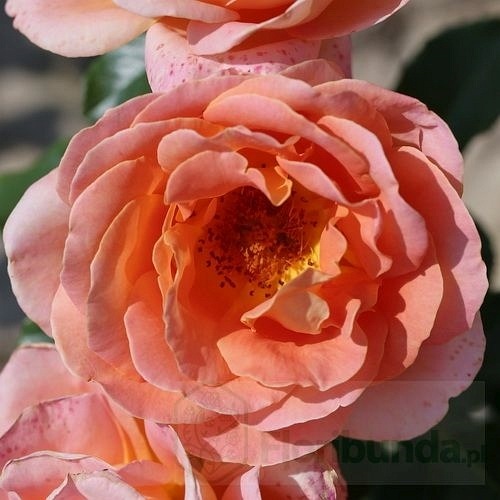 Alpine Sunset DONICZKA